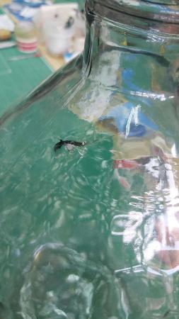 УЦЕНКА Стеклянная Бутыль Виноград, 20 л